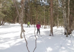 スキーで歩く雪の森